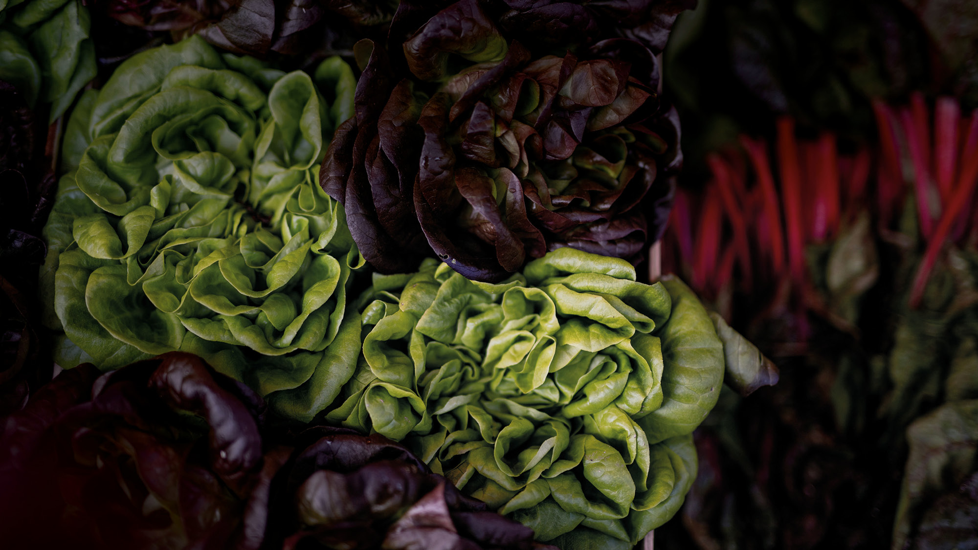 Pure & Fresh